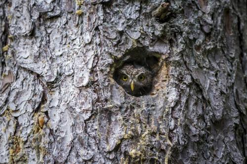 Eurasian Pygmy Owl (Glaucidium passerinum)