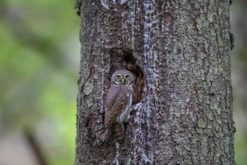 Eurasian Pygmy Owl (Glaucidium passerinum)