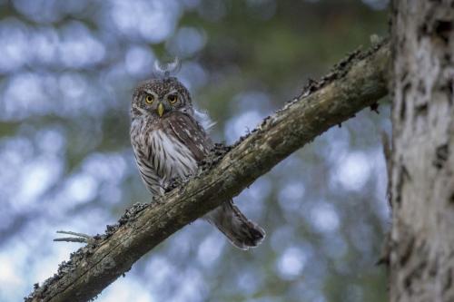 Eurasian Pygmy Owl (Glaucidium passerinum)