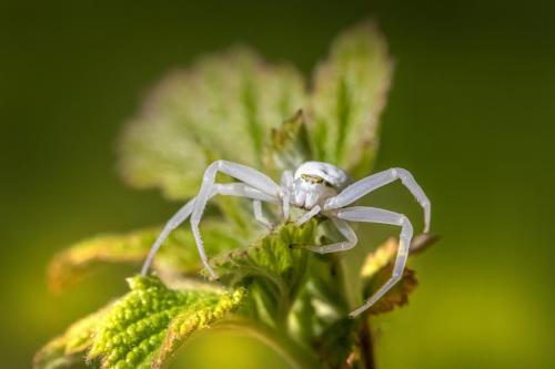 Goldenrod Crab Spider (Misumena vatia)