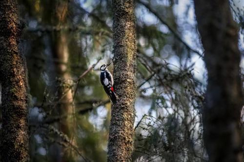 Great Spotted Woodpecker (Dendrocopos major)