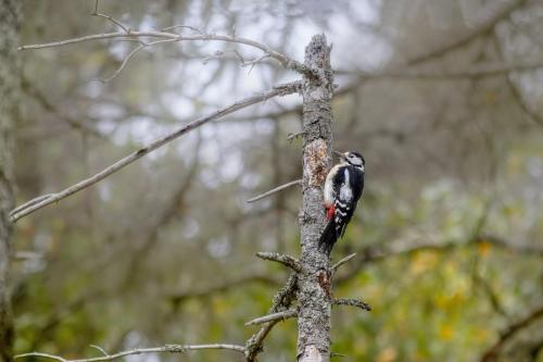 Great Spotted Woodpecker (Dendrocopos major)