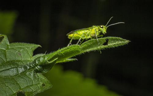 Green Sawfly (Rhogogaster viridis)