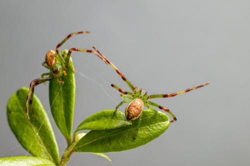 Green crab spider (Diaea dorsata)