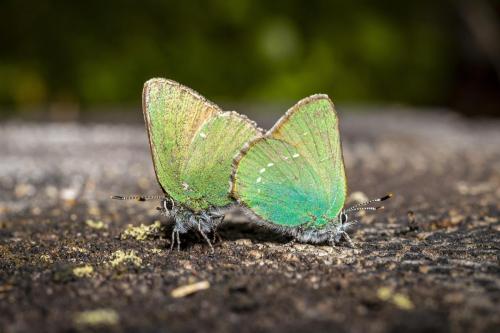 Green Hairstreak (Callophrys rubi)