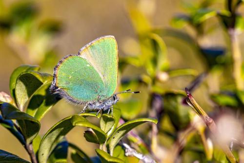 Green Hairstreak (Callophrys rubi)