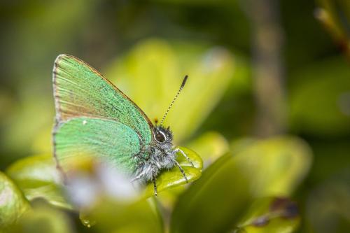 Green Hairstreak (Callophrys rubi)