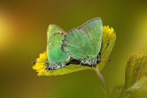 Green Hairstreak (Callophrys rubi)