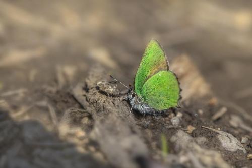 Green Hairstreak (Callophrys rubi)