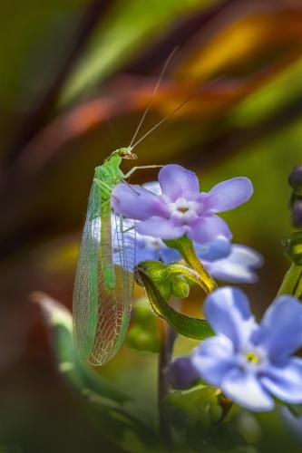 Green lacewing