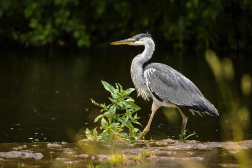 Grey Heron (Ardea cinerea)