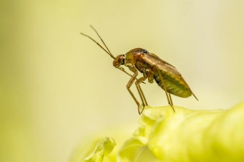 Tarnished Plant Bug or European Lygus Bug (Lygus rugulipennis)