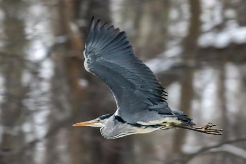 Grey Heron (Ardea cinerea)