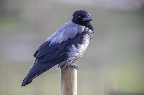 Hooded Crow (Corvus cornix)