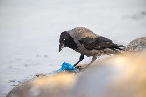 Hooded Crow (Corvus cornix)