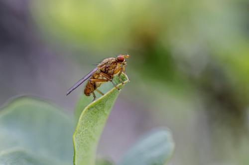 Dung fly (Scathophaga furcata)