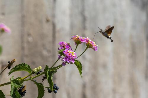 Hummingbird hawk moth (Macroglossum stellaturum)