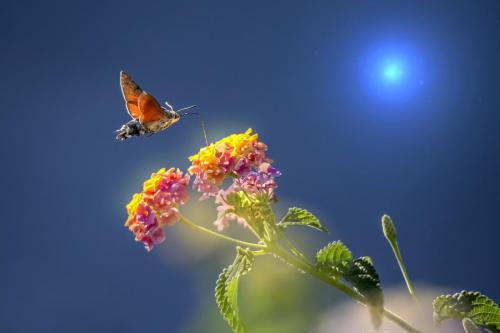 Hummingbird hawk moth (Macroglossum stellaturum)