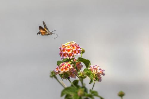 Hummingbird hawk moth (Macroglossum stellaturum)