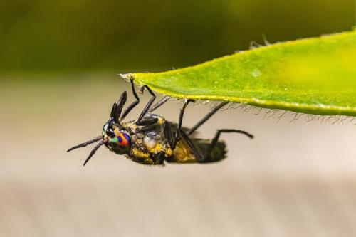 Splayed deer fly (Chrysops caecutiens)