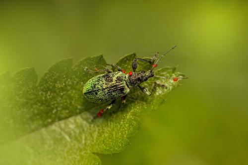 Nettle weevil (Phyllobius pomaceus)