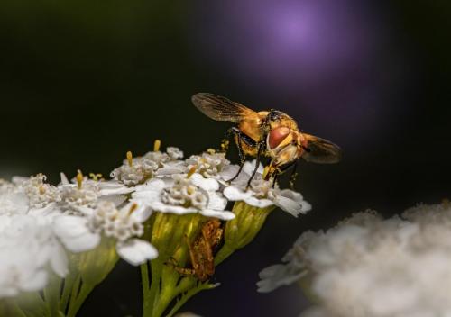 Ladybird fly (Gymnosoma rotundatum)