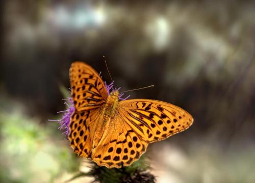 Silver-washed Fritillary (Argynnis paphia)