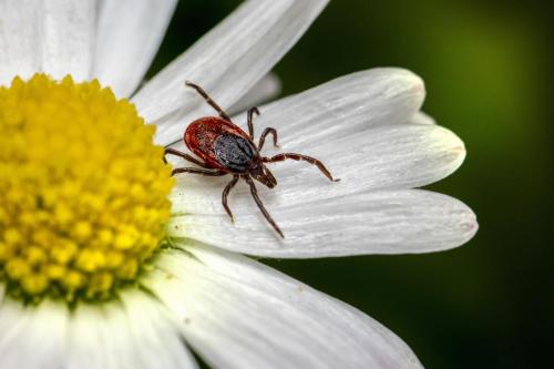 Castor bean tick (Ixodes ricinus)