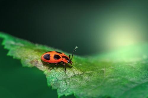 False ladybird (Endomychus coccineus)