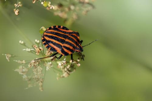 Striped bug (Graphosoma lineatum)