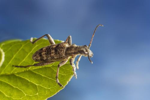 Black-spotted longhorn beetle (Rhagium mordax)