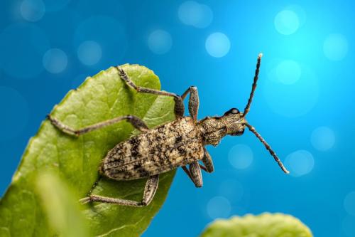 Black-spotted longhorn beetle(Rhagium mordax)