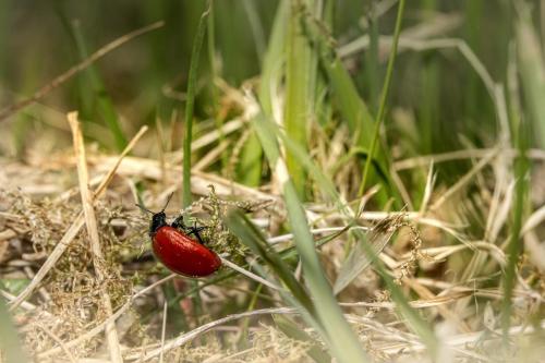 Red poplar leaf beetle (Chrysomela populi)