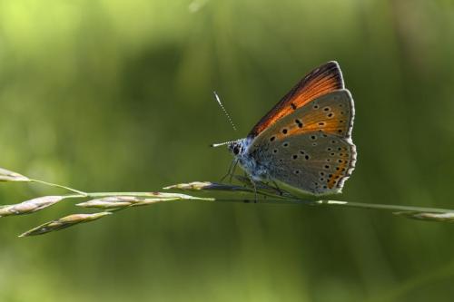 Purple-edged copper (Lycaena hippothoe)