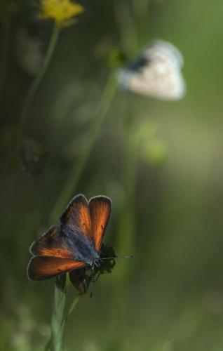 Purple-edged copper (Lycaena hippothoe)