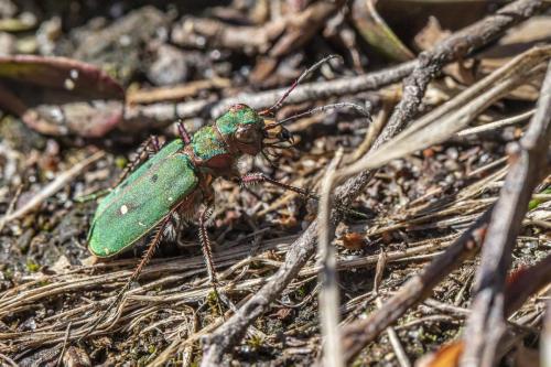 Green Tiger Beetle (Cicindela campestris)