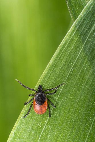 Castor bean tick (Ixodes ricinus)