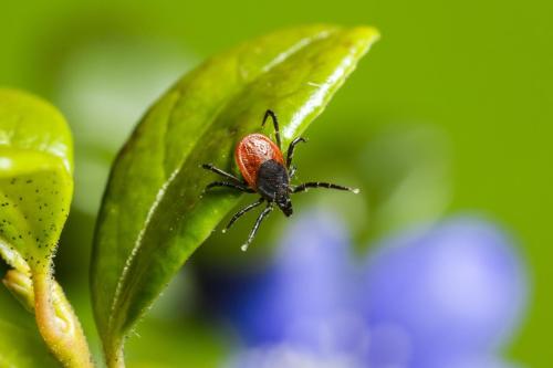 Castor bean tick (Ixodes ricinus)