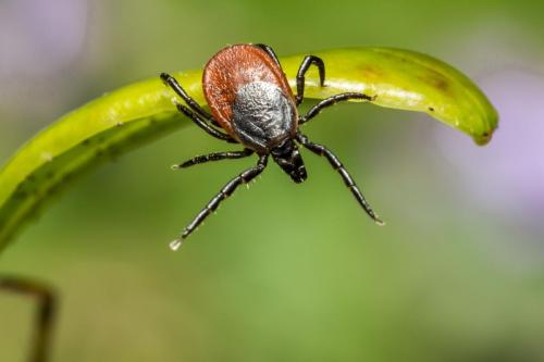 Castor bean tick (Ixodes ricinus)