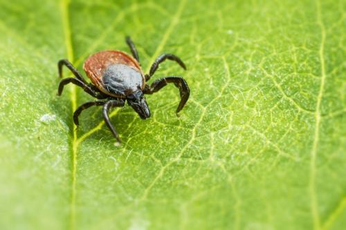 Castor bean tick (Ixodes ricinus)