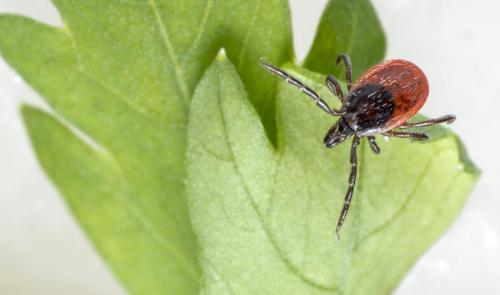 Castor bean tick (Ixodes ricinus)