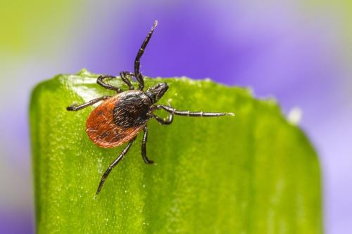 Castor bean tick (Ixodes ricinus)