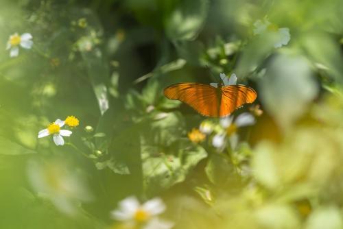 Julia Heliconian (Dryas iulia)