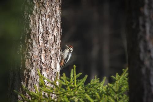 Great Spotted Woodpecker (Dendrocopos major)