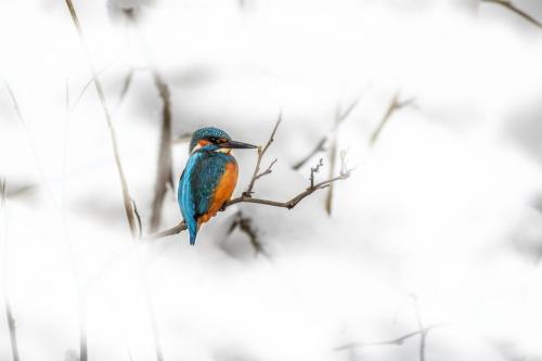 Common kingfisher (Alcedo atthis)