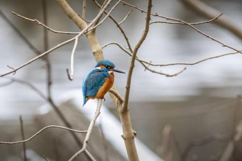 Common kingfisher (Alcedo atthis)