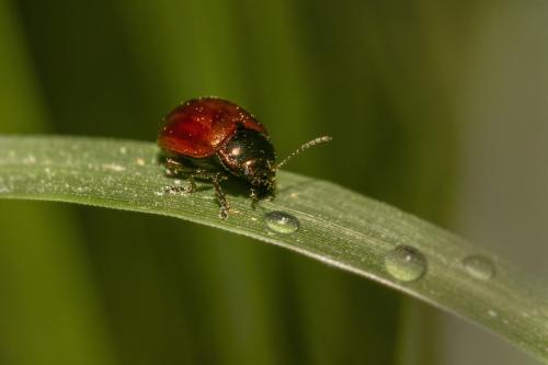 Knotgrass leaf beetle (Chrysolina polita)