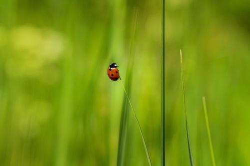 Seven-Spotted Ladybug (Coccinella septempunctata)