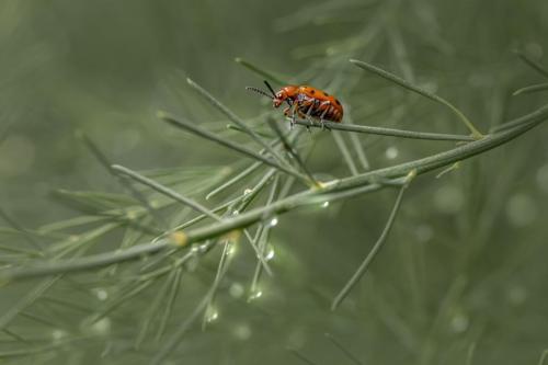 Spotted asparagus beetle (Crioceris duodecimpunctata)