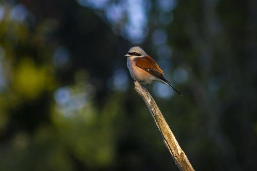 Red-backed Shrike (Lanius collurio)